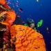 sponge_orange_sr_v_0705_png0912.jpg